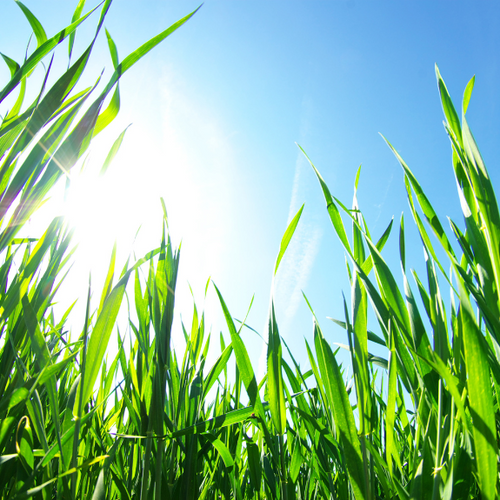 Lawn Fertiliser & Repair