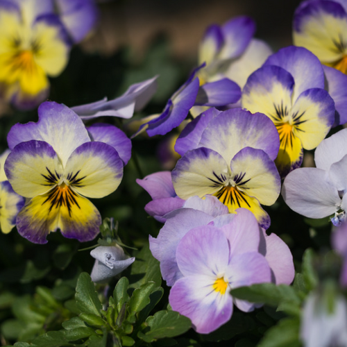 Annuals and Seasonals