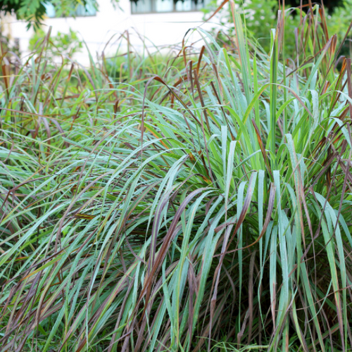 Grasses And Strappy Plants