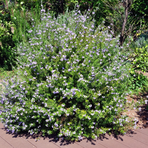Shrubs And Edging Plants
