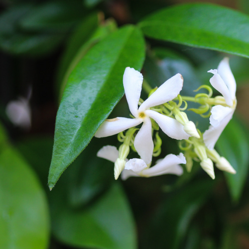 Climbers and Ground Covers