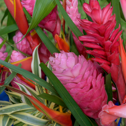 Palms Ferns And Exotics