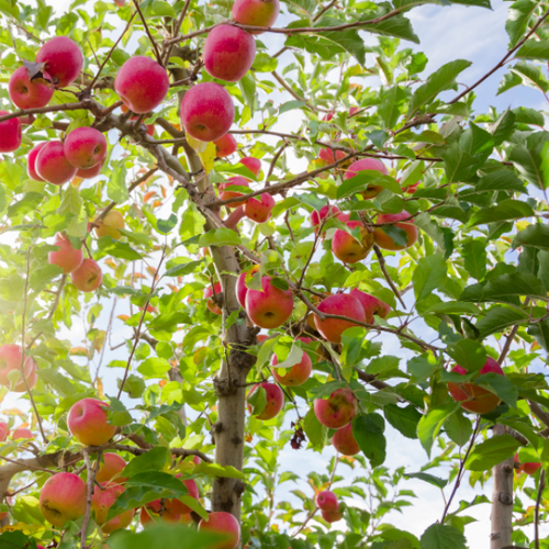Fruit & Citrus Trees