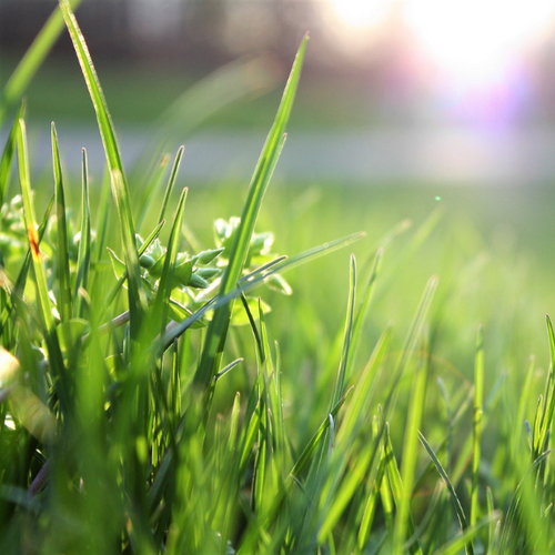 Lawn and Turf