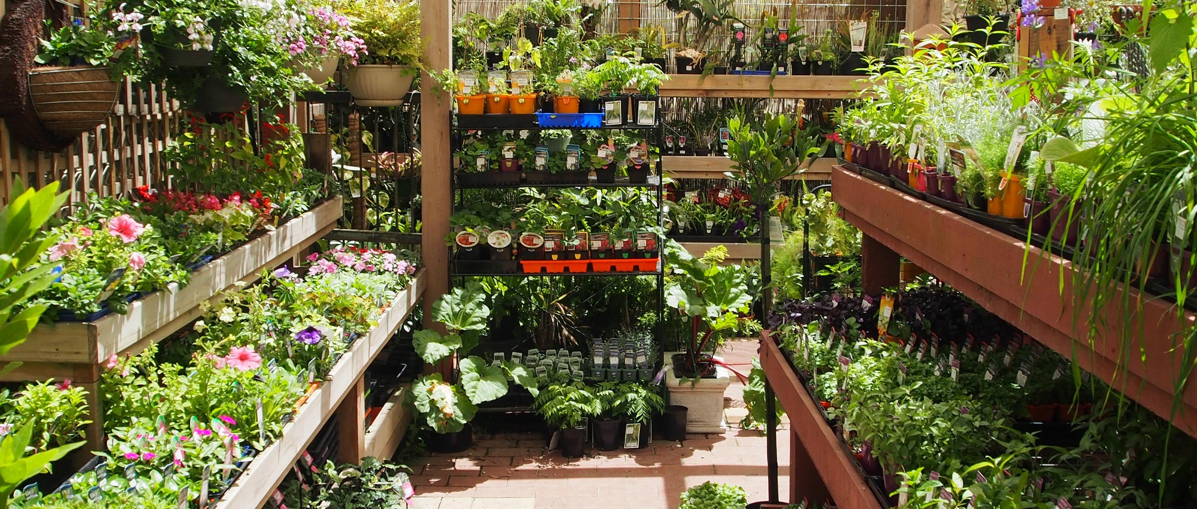 Plants All Green