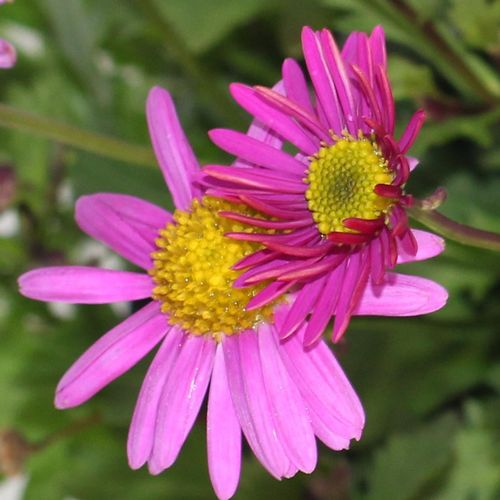 Rock Daisy - 140mm all green
