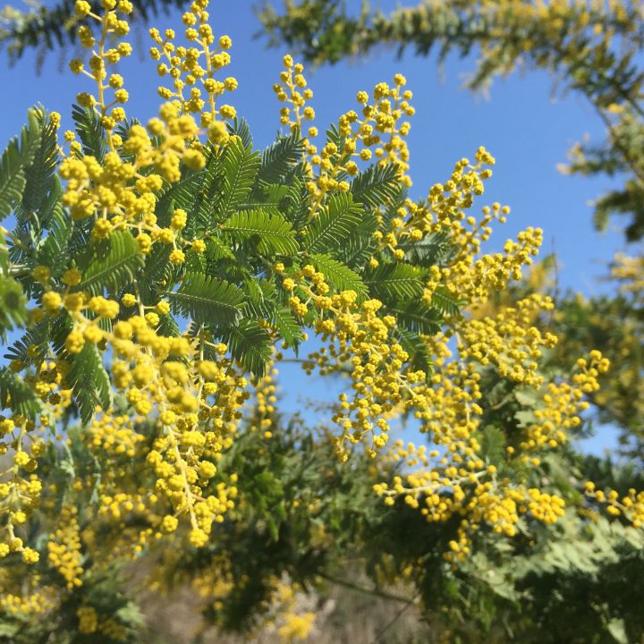 Acacia Floribunda all green