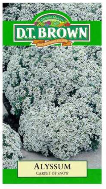 D.T. BROWN ALYSSUM CARPET OF SNOW SEEDS all green