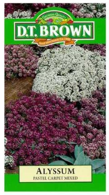 D.T. BROWN ALYSSUM PASTEL CARPET SEEDS all green