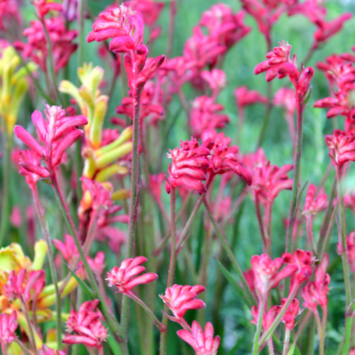 Kangaroo Paw Anigozanthos Bush Pearl (AG) - 140mm all green