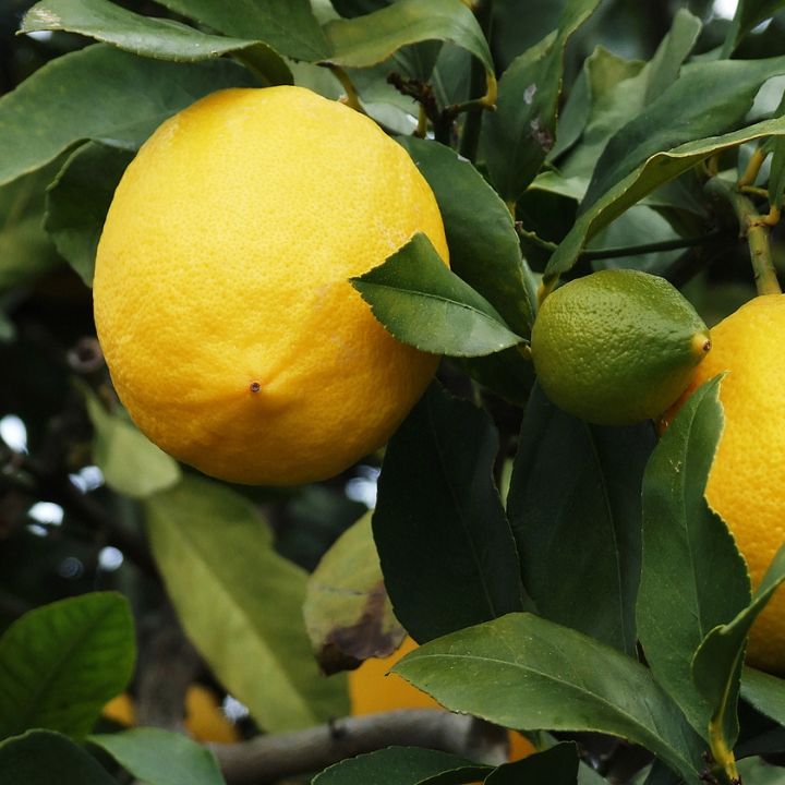 Citrus Lemon Meyer all green