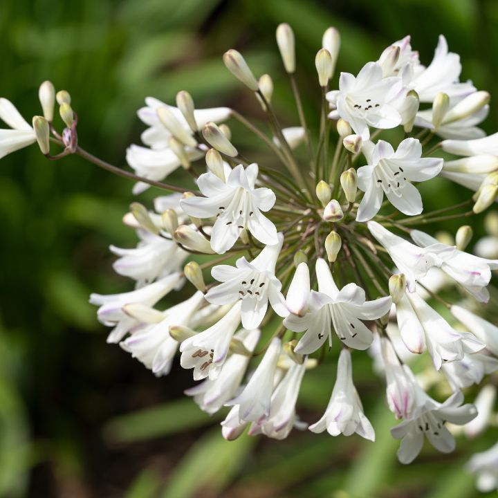 Agapanthus Snowball 140mm all green
