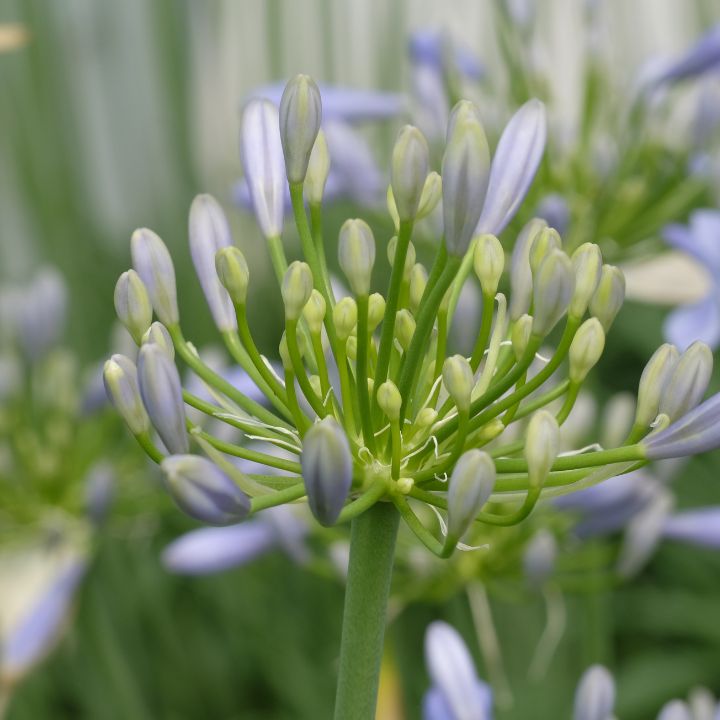 Agapanthus "Peter Pan" 140mm all green