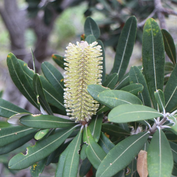 Banksia integrifolia Coast Banksia 200mm all green