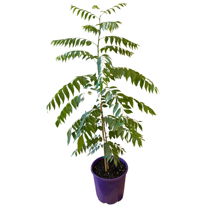 Curry Leaf Plant - 200mm all green