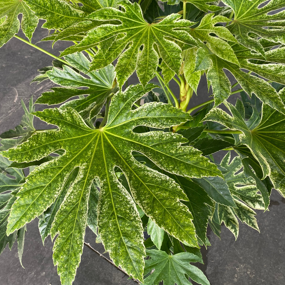 Fatsia Spider Web - 250mm all green