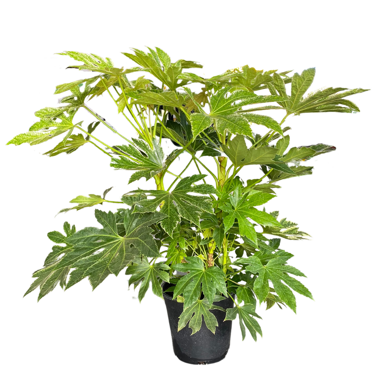 Fatsia Spider Web - 250mm all green