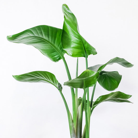 Strelitzia nicolai Bird Of Paradise Giant - 300mm all green