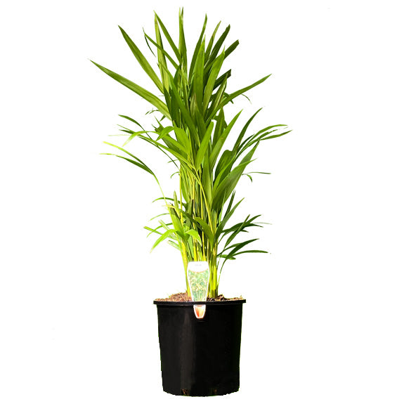 Palm Dypsis lutescens - Golden Cane - 200mm all green