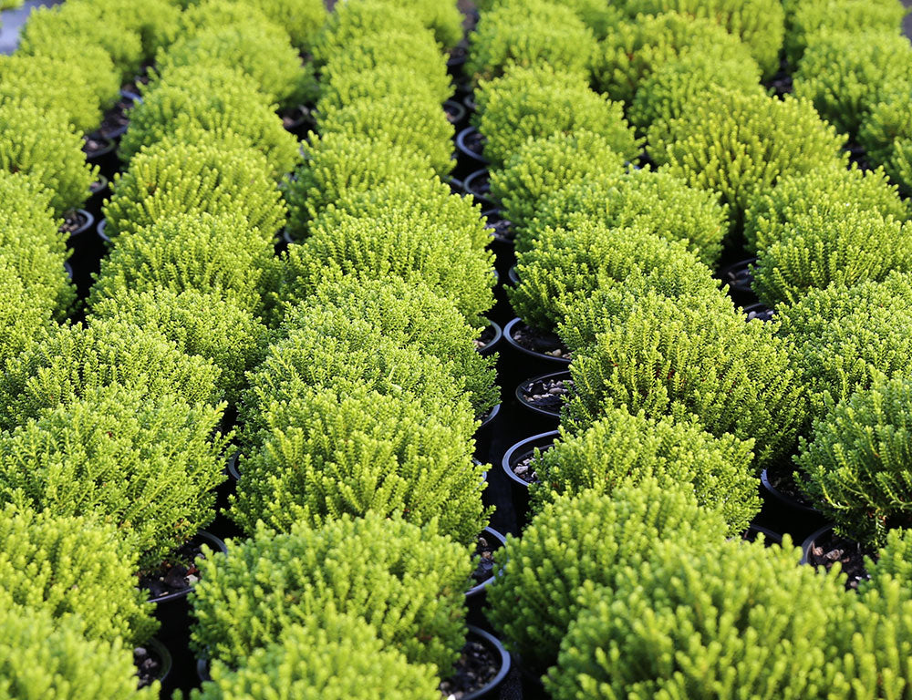 Hebe emerald green - 140mm all green