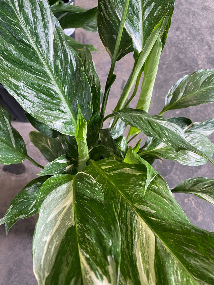 Spathiphyllum Jet Diamond - 200mm