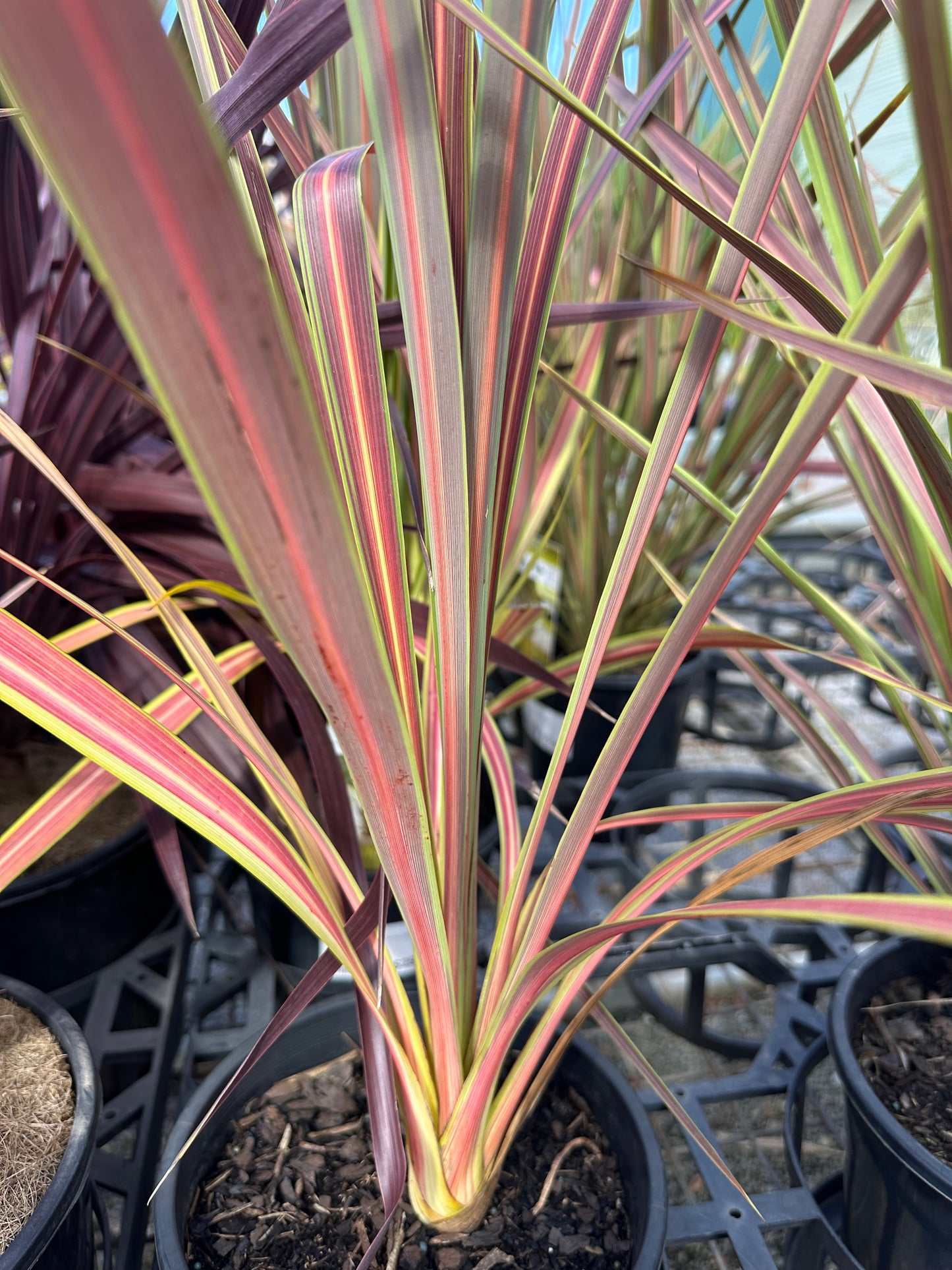 Cordyline Pocahontas 200mm all green