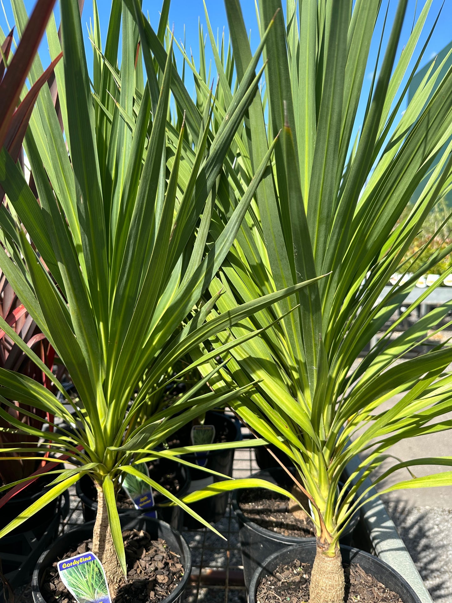 Cordyline Australis Autumn 200mm all green