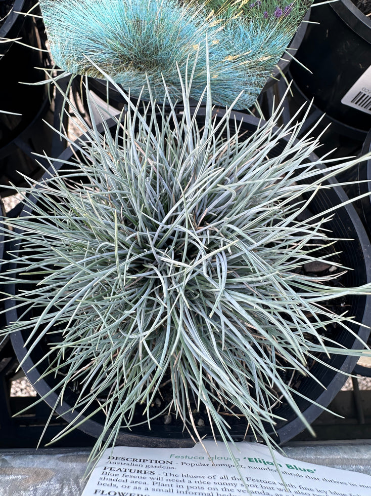 Festuca glauca Elijah Blue 140mm