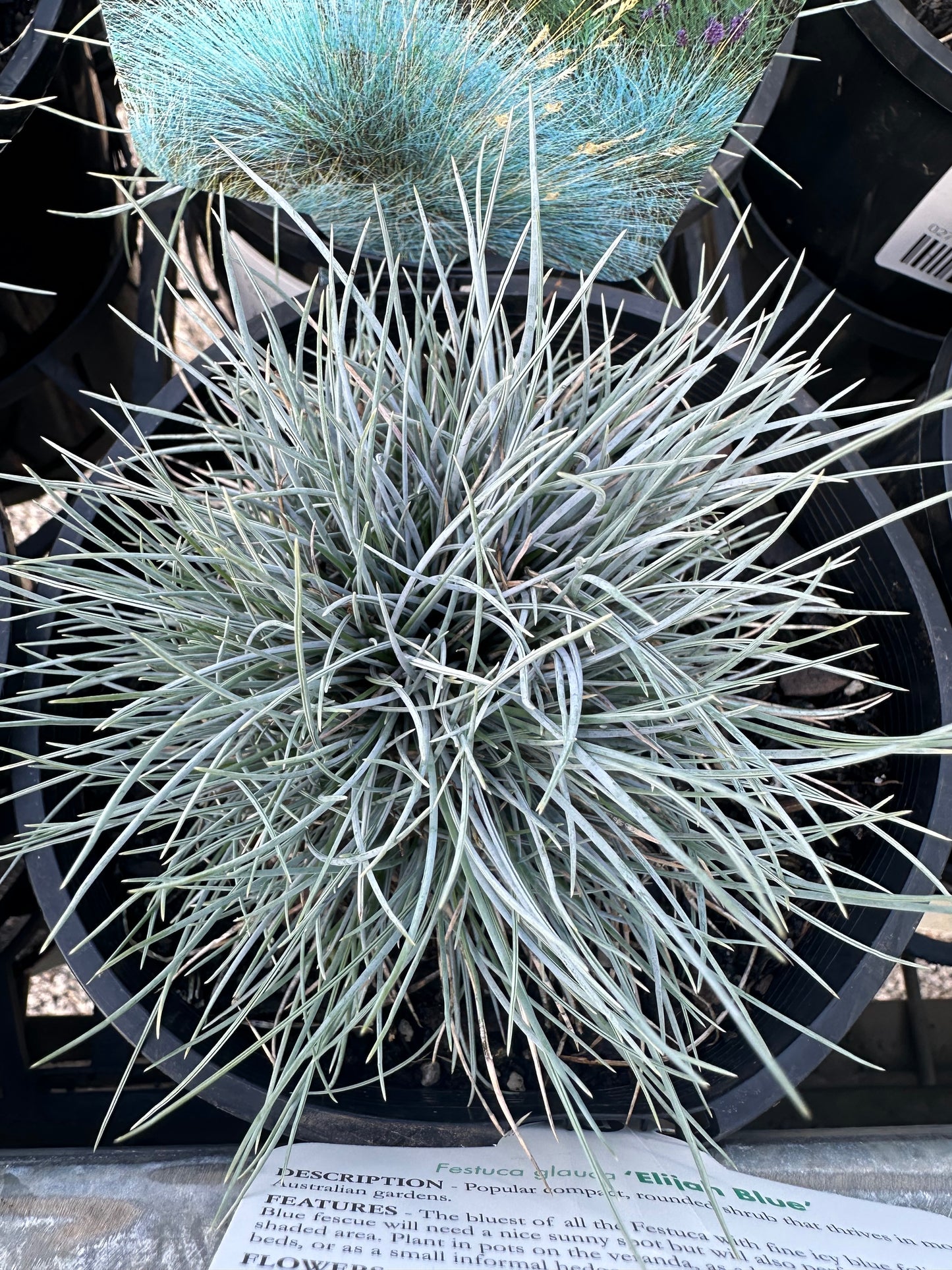 Festuca glauca Elijah Blue 140mm all green