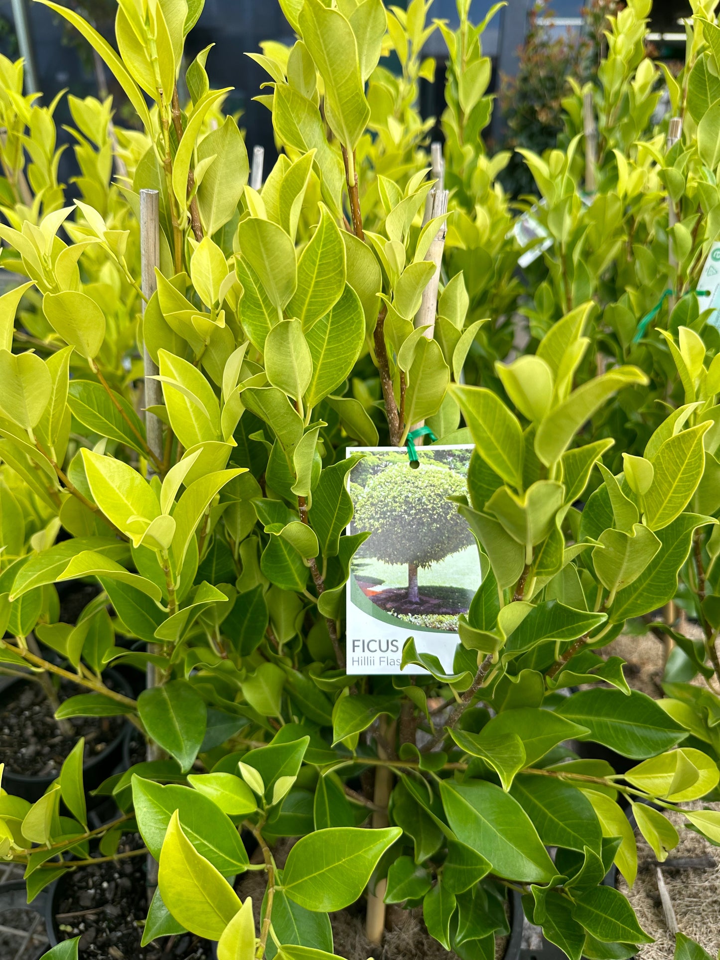 Ficus microcarpa Hillii Flash - 200mm all green