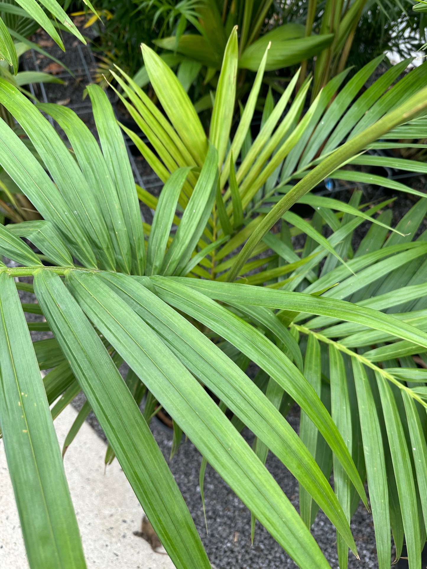 Bangalow Palm all green