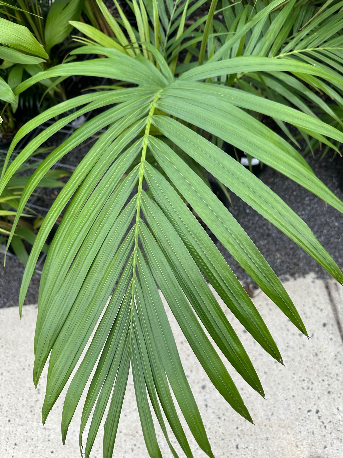 Bangalow Palm all green