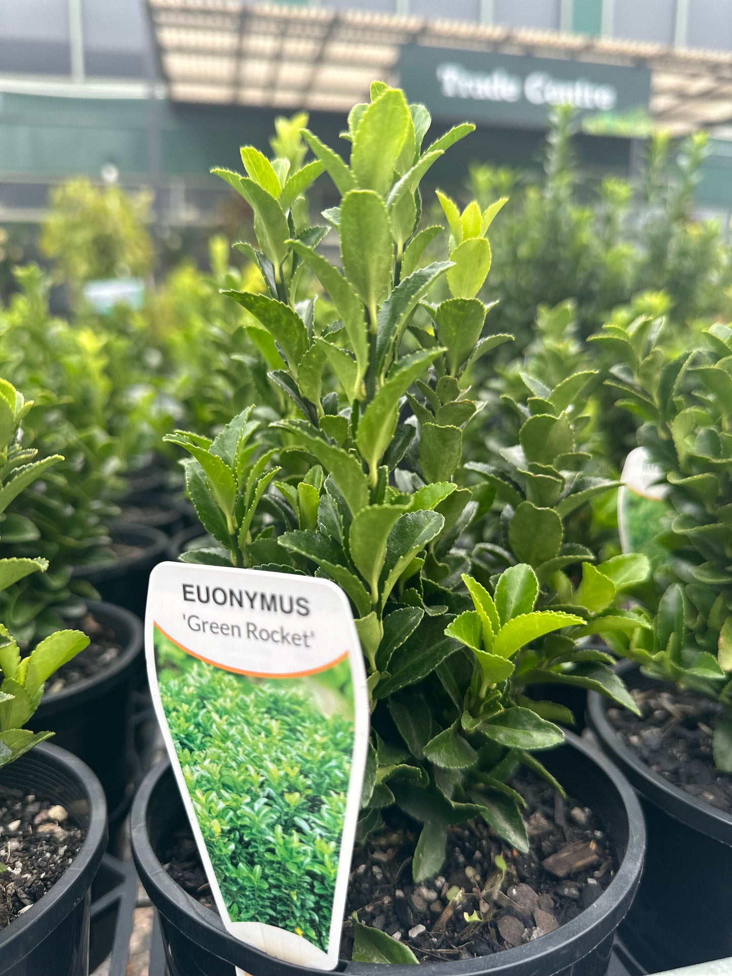 Euonymus Japonicus 'Green Rocket' 140mm all green