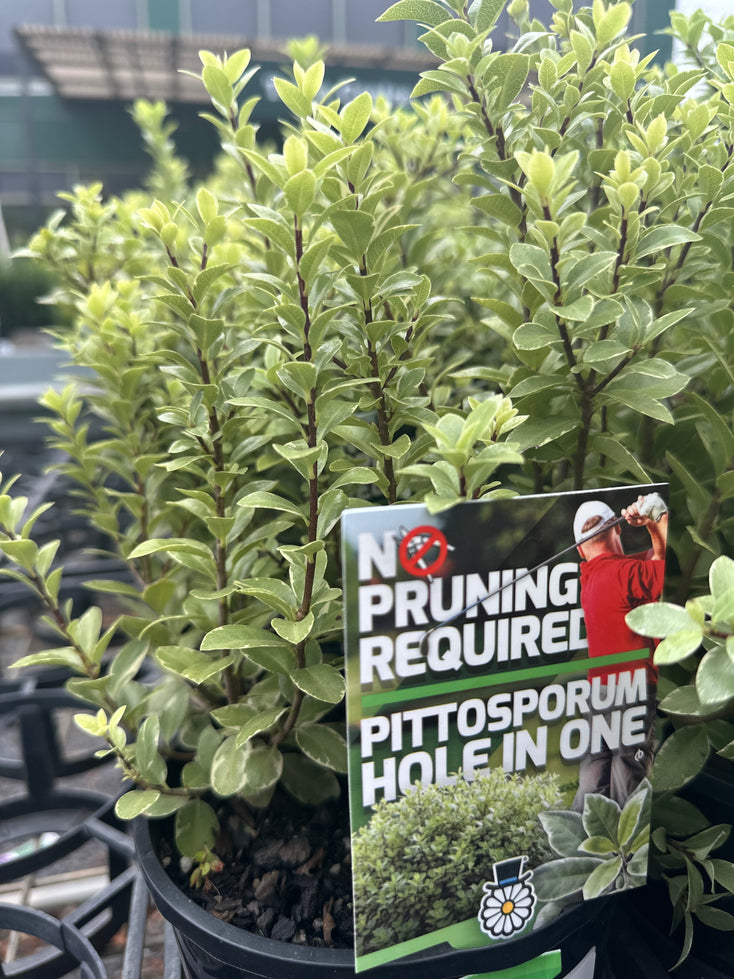 Pittosporum Hole In One 140mm