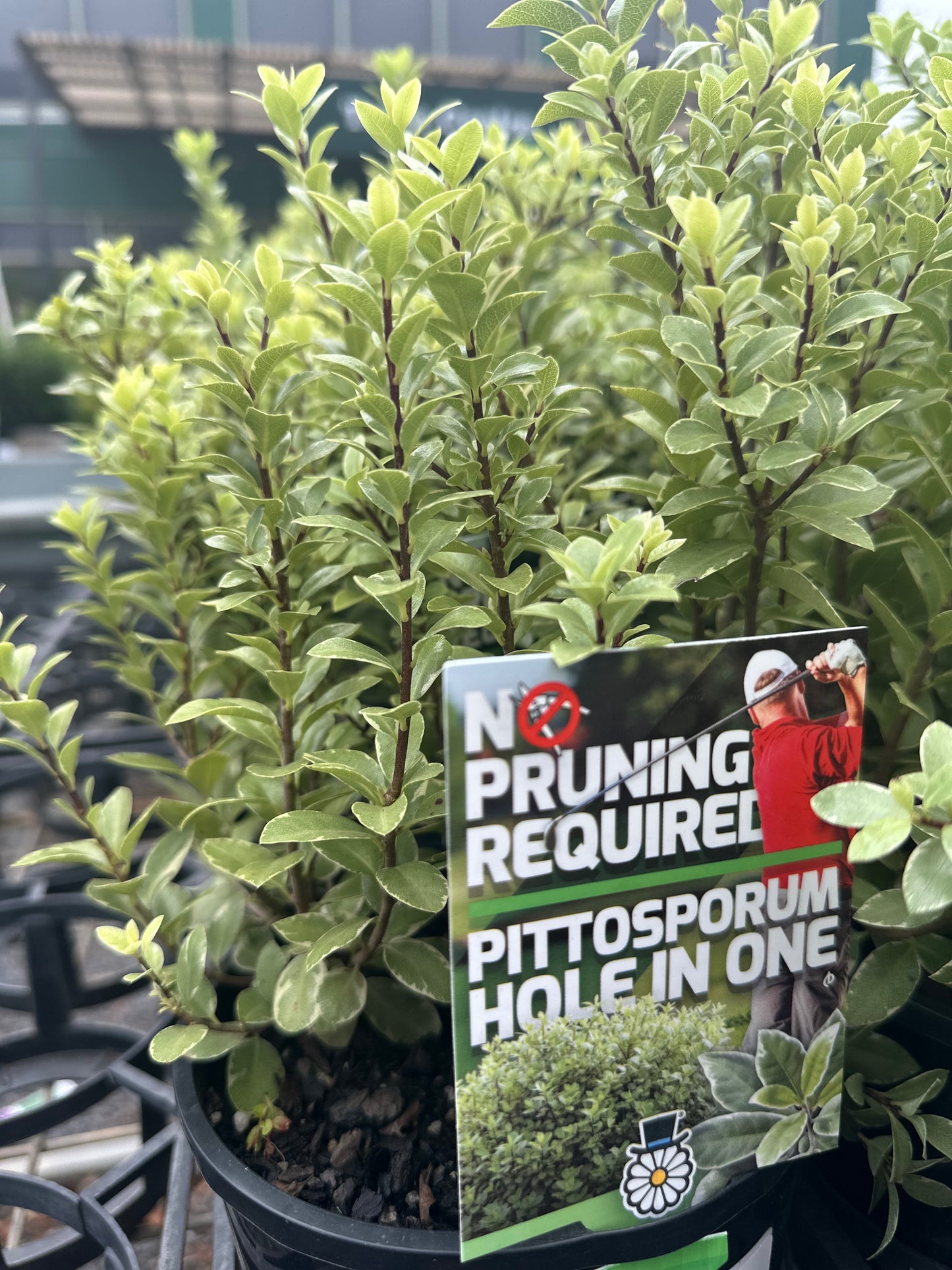 Pittosporum Hole In One 140mm all green