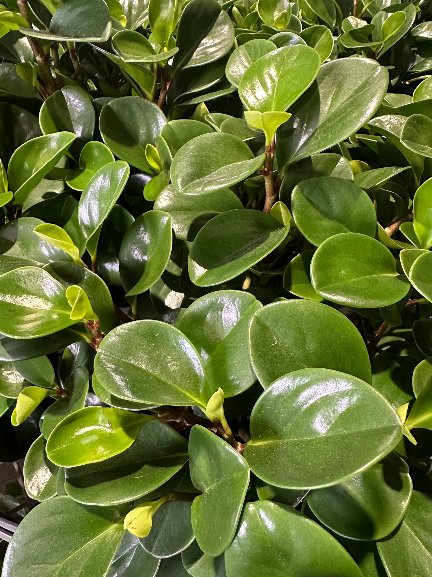 Peperomia Obtusifolia 'Jade' - 200mm all green