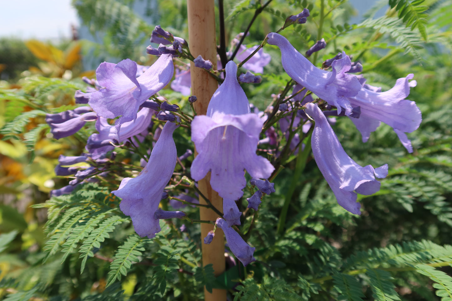 Jacaranda mimosifolia all green