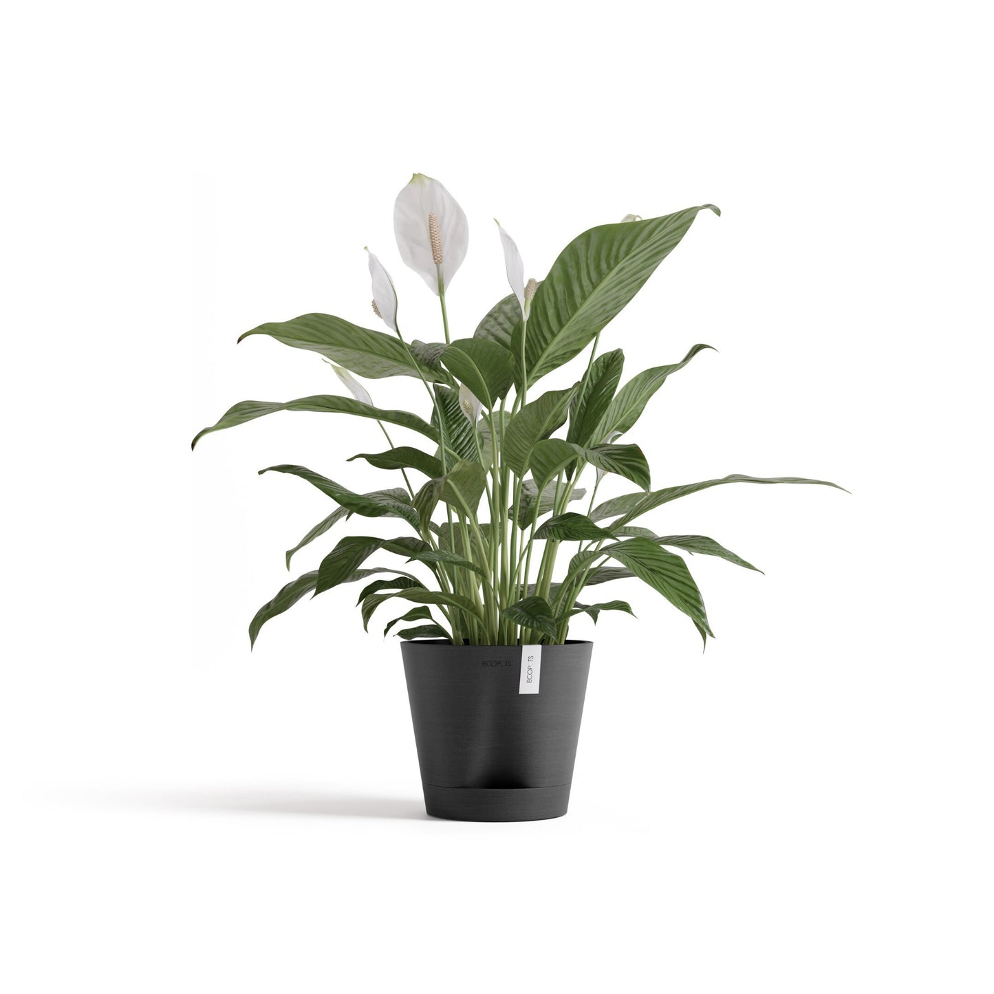 Self Watering Eco Pot Venice 20cm all green