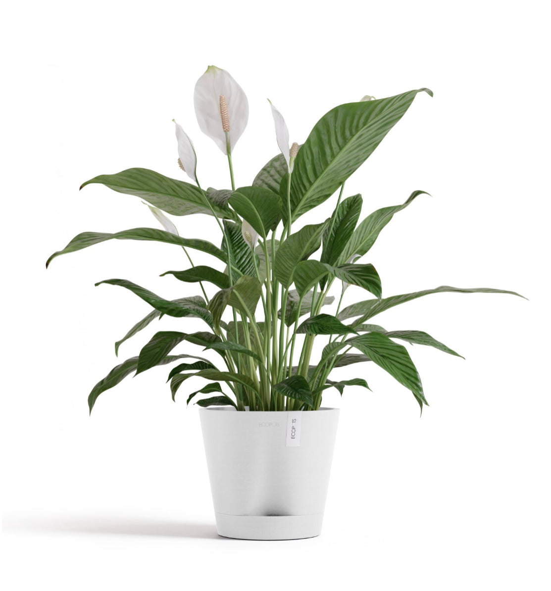 Self Watering Eco Pot Venice 20cm all green