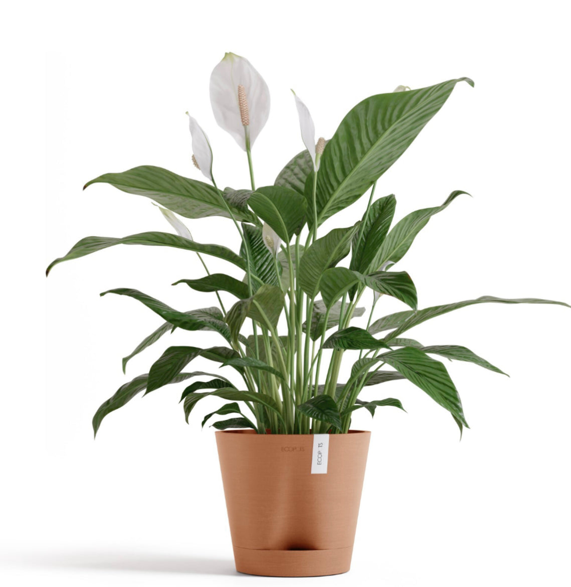 Self Watering Eco Pot Venice 20cm all green