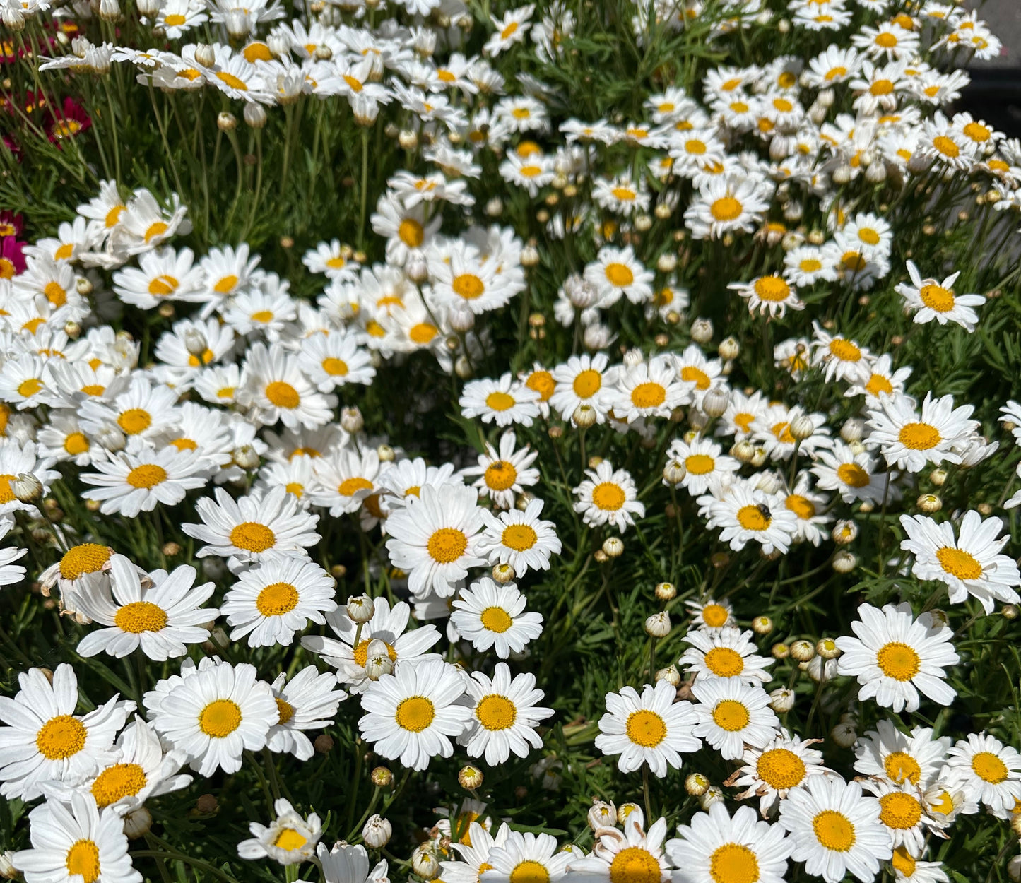 Argyranthemum Daisy Assorted 140mm all green