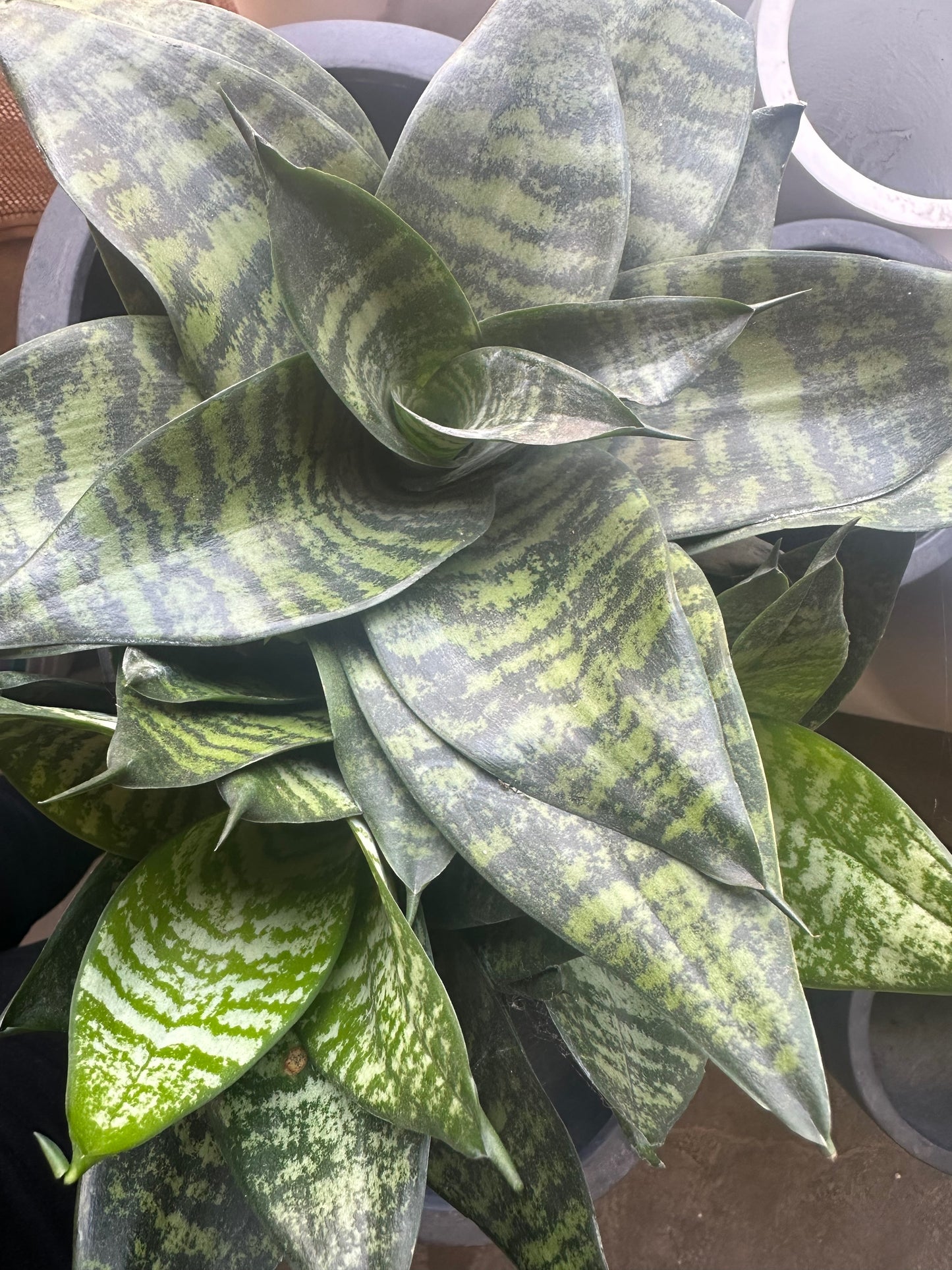 Dwarf Mother in Law Sansevieria hahnii all green