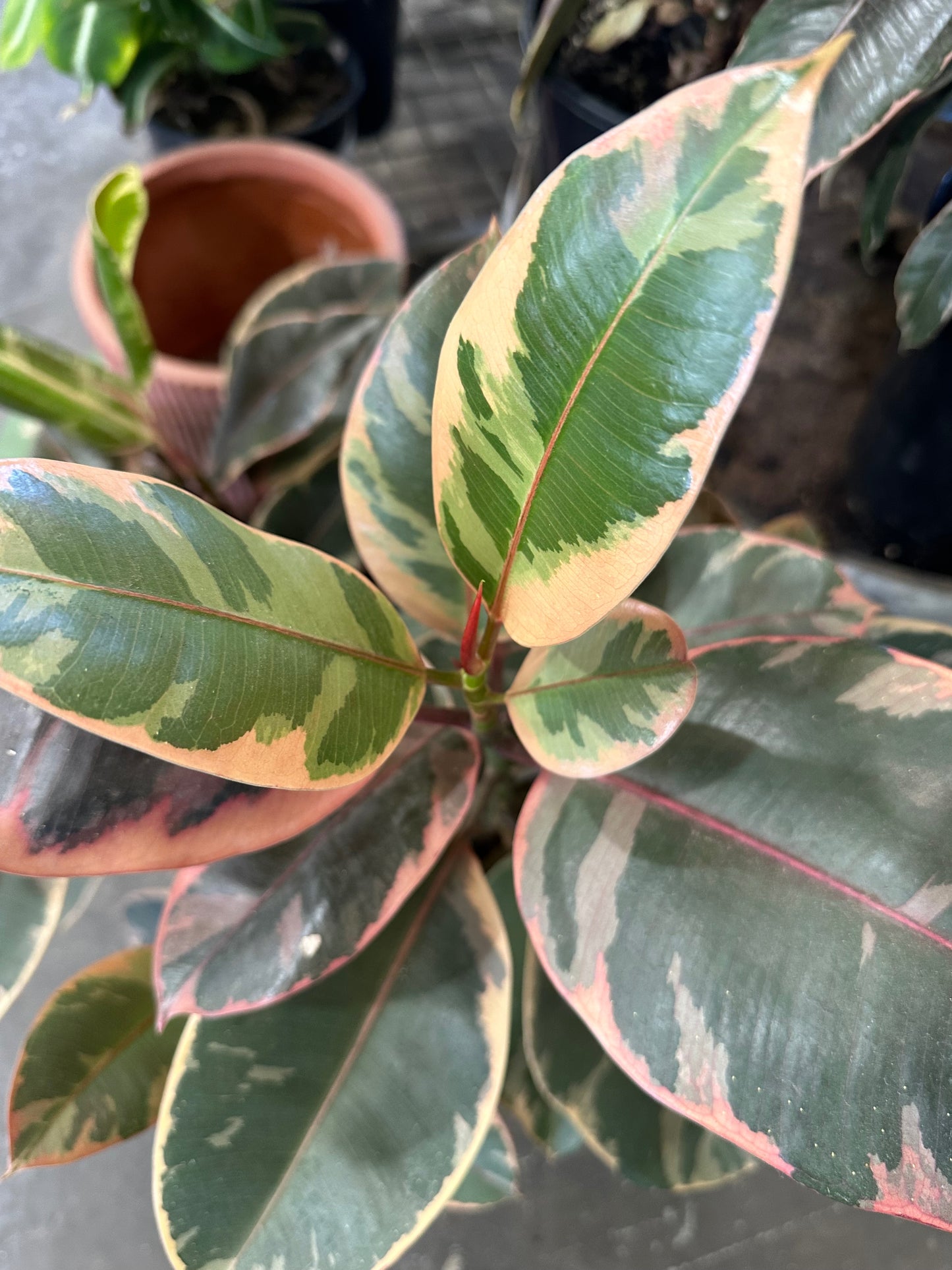 Ficus elastica 'Ruby' - 250mm all green