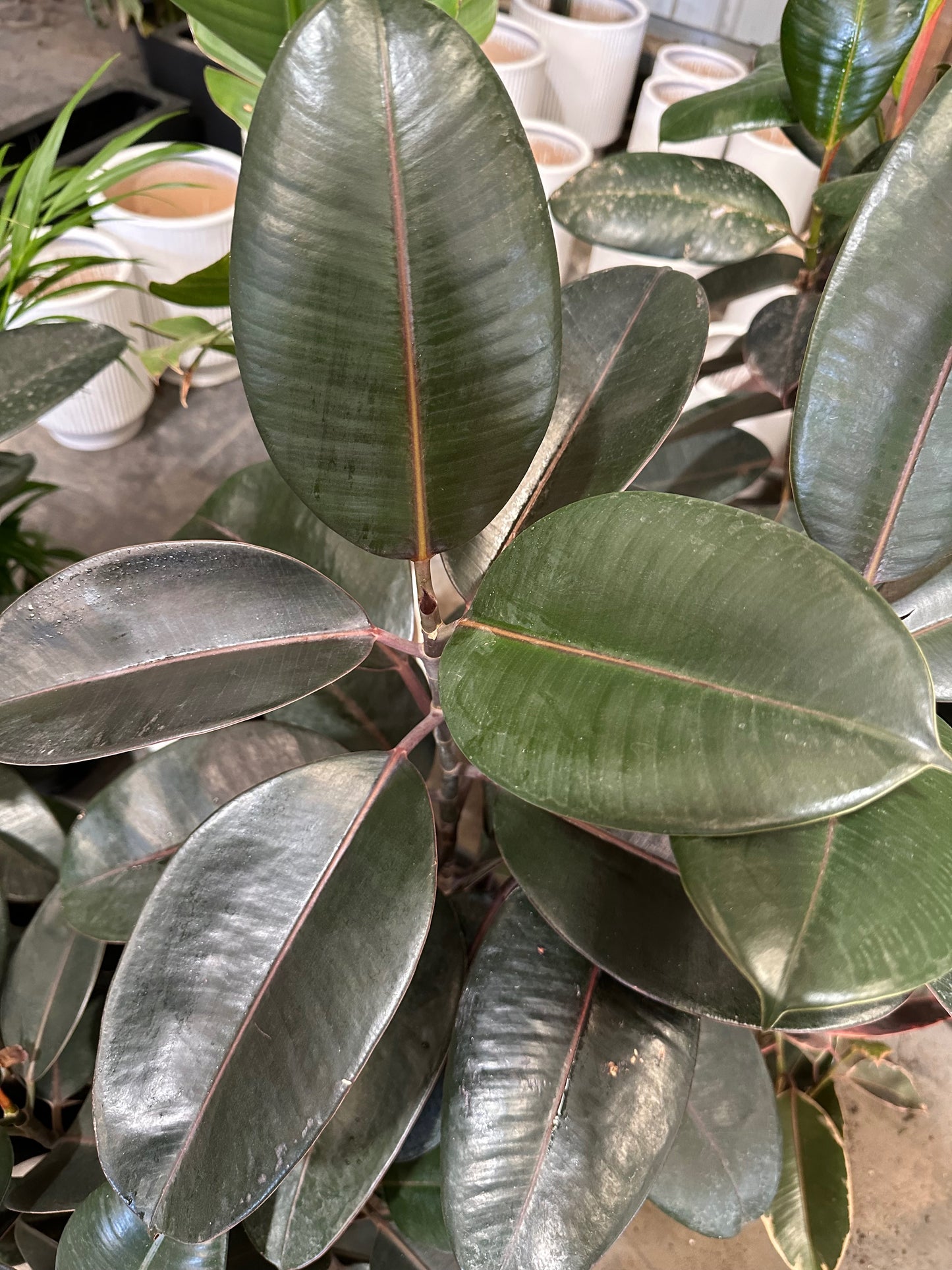 Ficus elastica 'Burgundy' all green