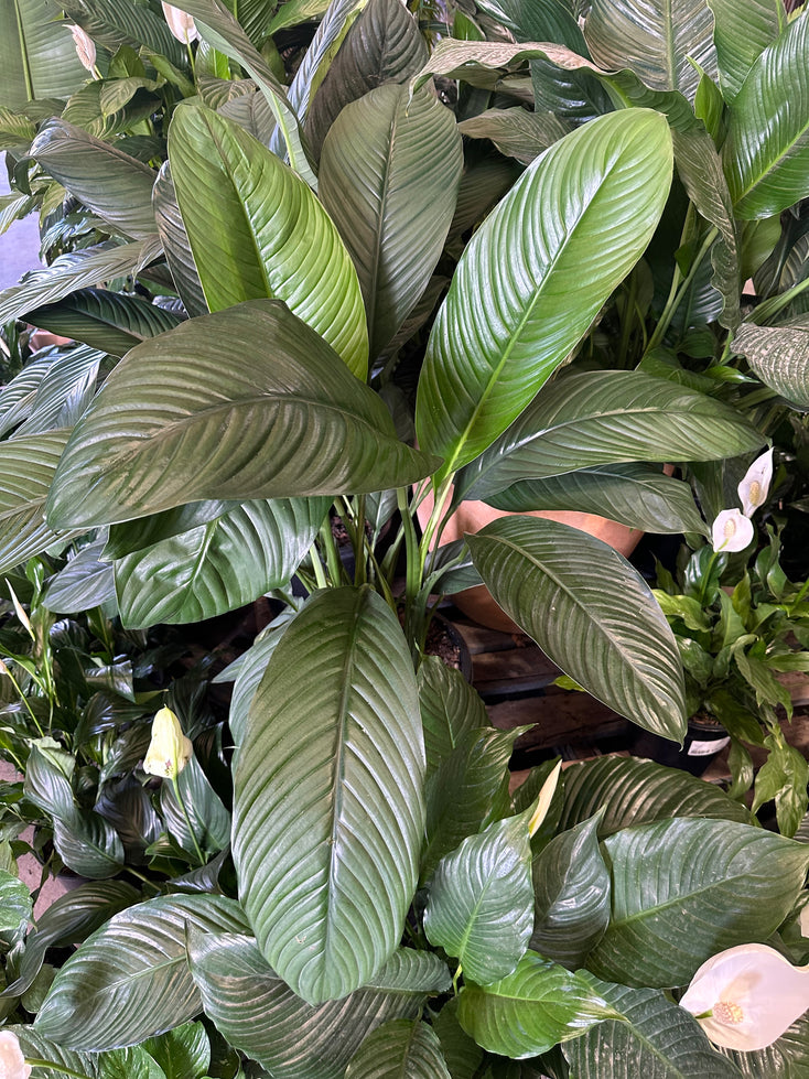 Spathiphyllum wallisii "Sensation" Madonna Peace Lily - 300mm