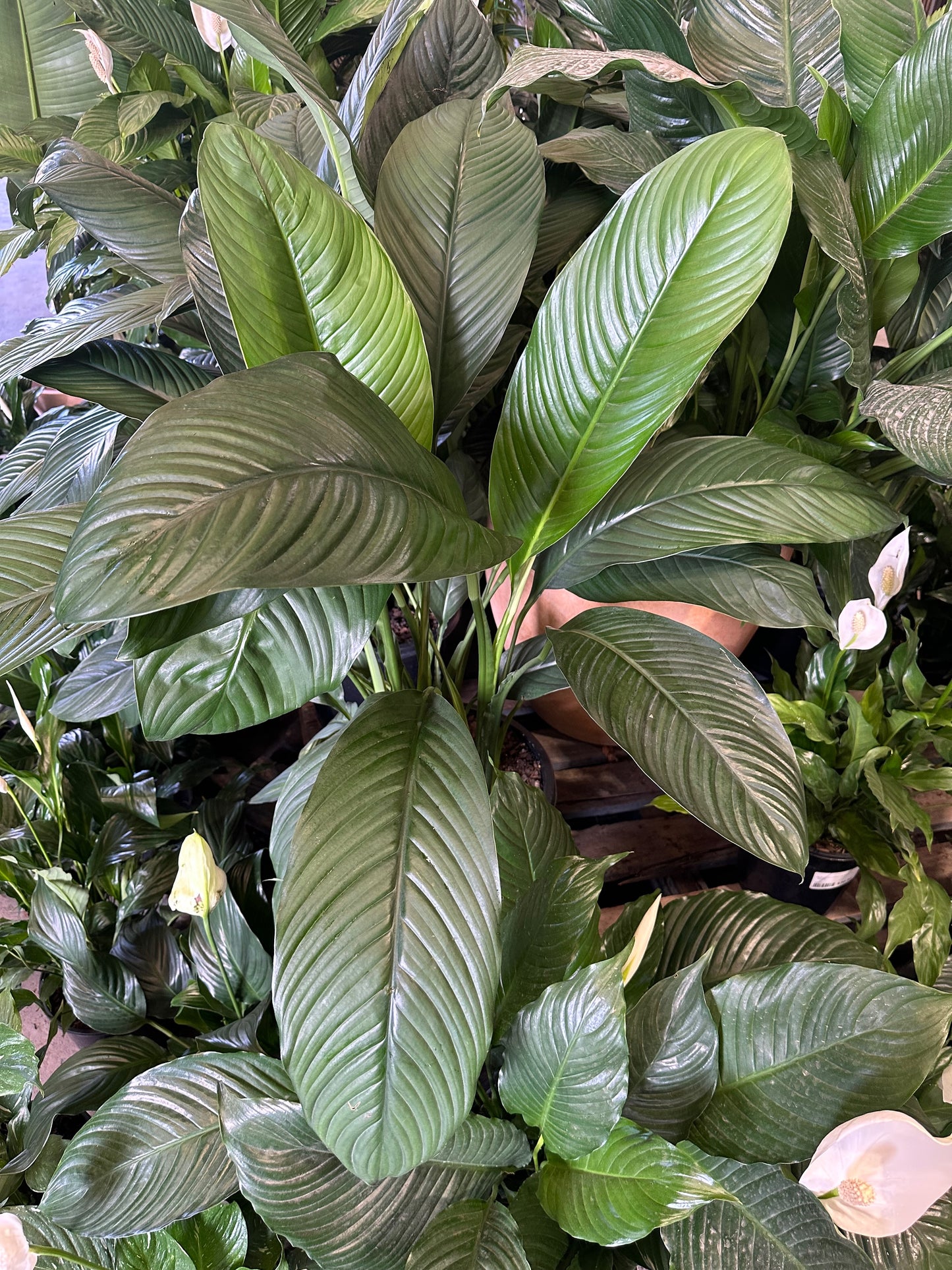 Spathiphyllum wallisii "Sensation" Madonna Peace Lily - 300mm all green