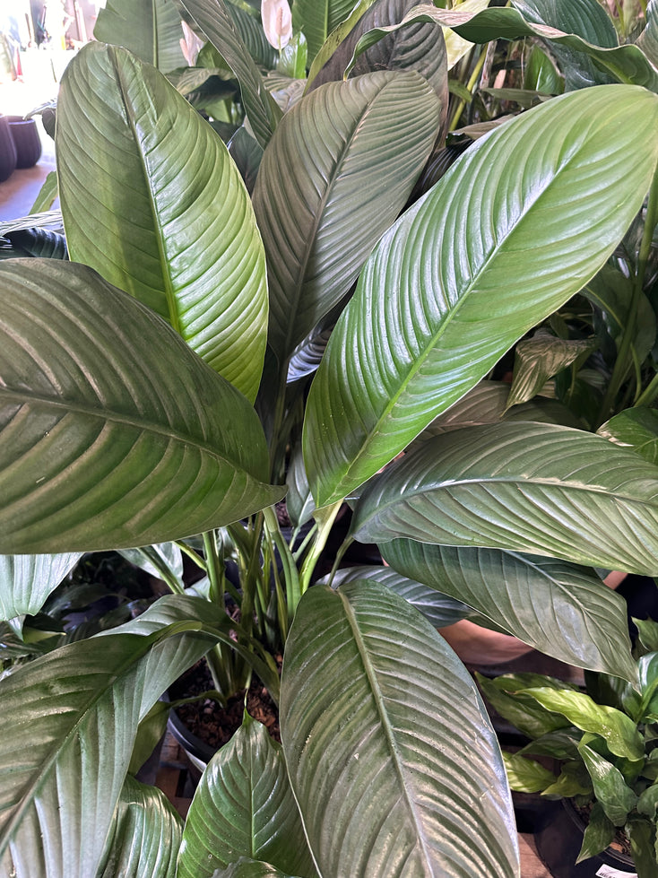 Spathiphyllum wallisii "Sensation" Madonna Peace Lily - 300mm