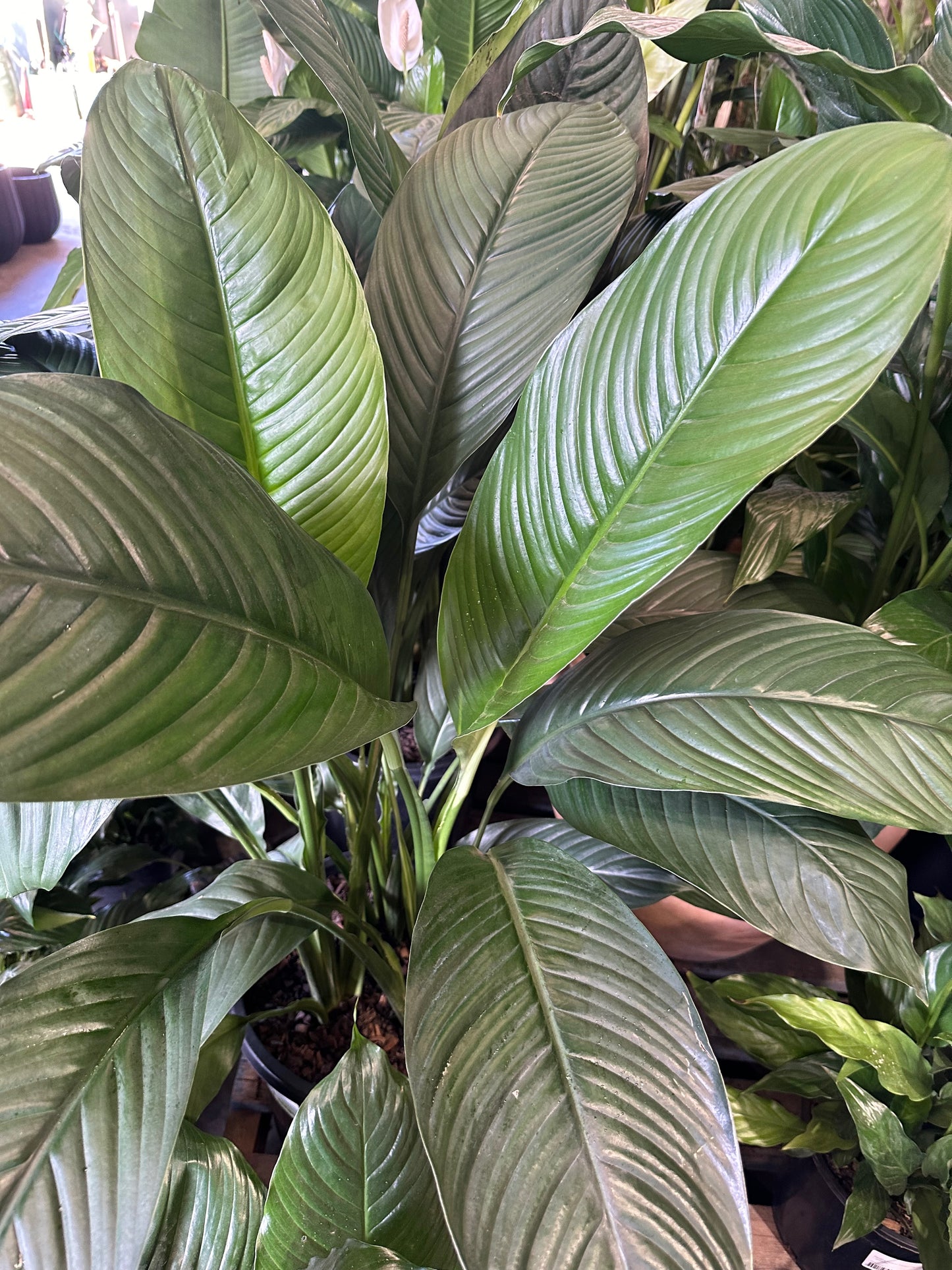 Spathiphyllum wallisii "Sensation" Madonna Peace Lily - 300mm all green
