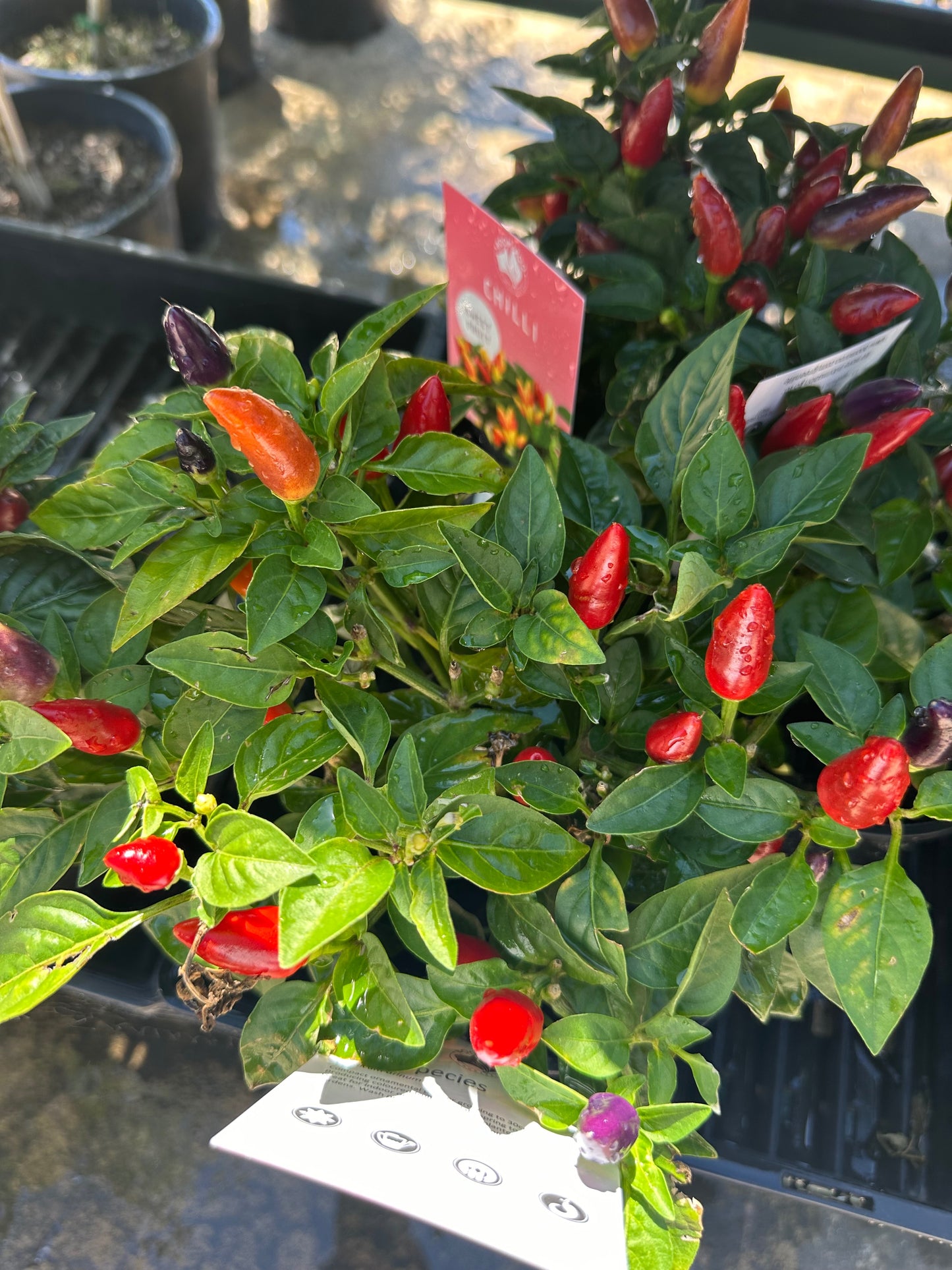 Capsicum annuum – Acapulco Multicolour Chilli 125mm all green