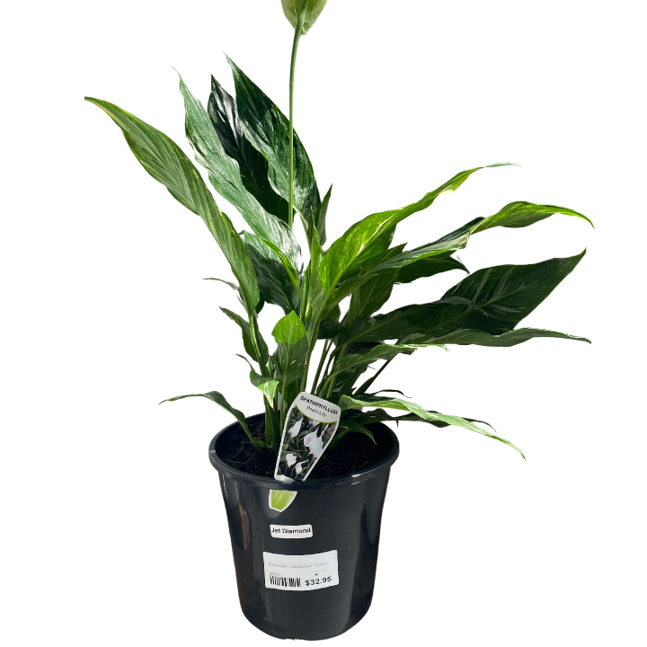 jet diamond peace lily Spathiphyllum Jet Diamond